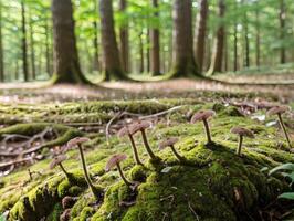 Micro World of Forest Dew Drops, Moss, and Fern Leaf photo