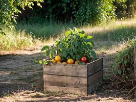 A wooden box with tomatoes and peppers in it photo