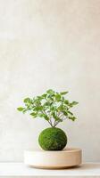 Kokedama on a wooden base highlights moss details and modern indoor gardening aesthetics photo