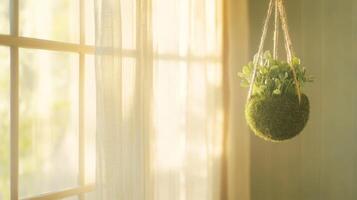 A suspended moss ball decorates a cozy space as soft light filters through linen curtains photo