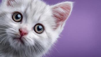 Adorable white kitten peeking from soft lavender background close-up cute playful photography photo
