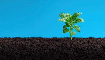 Growing healthy plant roots in dark soil nature photography home garden environment close-up view photo