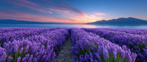 Lavender fields at dawn french countryside nature landscape photography tranquil environment photo