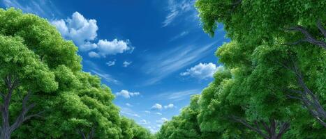 Nature serenity lush green forest under bright blue sky landscape photography tranquil environment photo