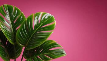 Botanical photography of monstera leaves pink background nature art indoor setting close-up view photo