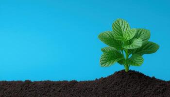 Sprouting plant in minimal earth modern layout nature bright environment close-up view photo