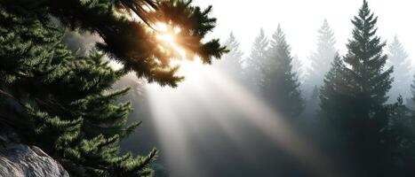 Sunlight breaking through trees forest nature scene morning light serene environment photo