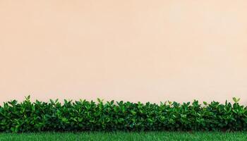Filtered garden light illuminates plain backyard wall creating a serene outdoor atmosphere photo