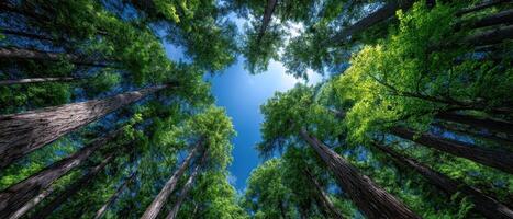 Sunlight filtering through forest canopy nature scene calm environment upward view photo