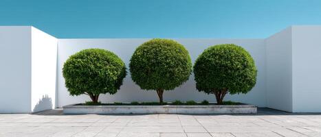 Tranquil minimalist garden design outdoor space photography sunlit environment artistic perspective photo