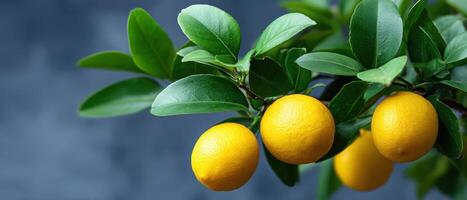 Vibrant lemon tree in soft natural light spa-inspired still life tranquil environment photo