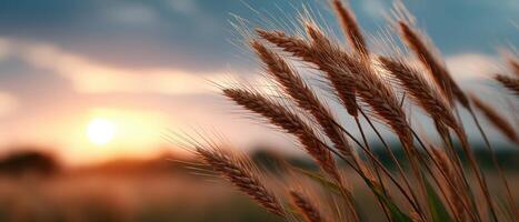 Wheat blowing in the breeze at sunset nature scene tranquil environment open space photo