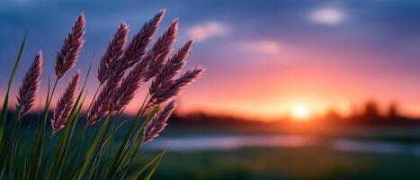 Scenic sunset over peaceful meadow with tall grass nature landscape tranquil environment wide view photo