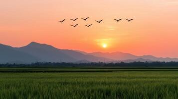 Birds flying over rice field at sunrise nature scene tranquil landscape captivating view photo