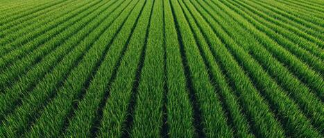 Aerial view of lush rice fields vietnam geometric patterns vibrant green natural landscape photo