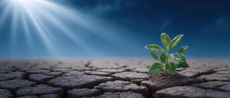 New life emerges from cracked earth nature's resilience sunlit environment close-up view photo
