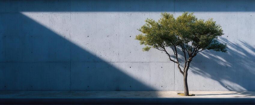 Minimalist tree shadow on concrete wall urban environment abstract photography photo