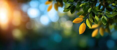 Sunlight filtering through leaves nature scene abstract bokeh background peaceful environment photo