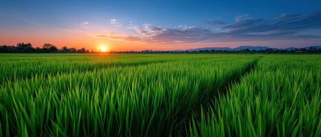 Golden sunset over lush green rice fields rural landscape tranquil nature scene photo