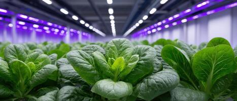 Automated smart greenhouse lighting enhances vertical farming innovative agriculture technology photo