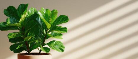 Fiddle leaf fig tree in soft natural light indoors home decor plant photography tranquil atmosphere photo