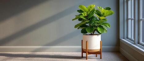 Stylish fiddle leaf fig tree in modern home indoor plant decor minimalistic environment photo
