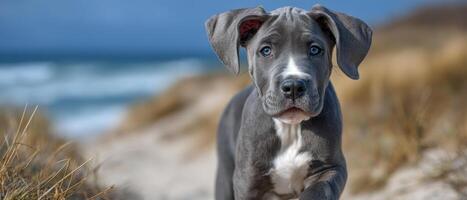 Great dane puppy running along a sunlit beach playful outdoor wide angle joyful vibes photo