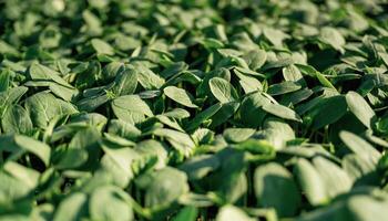 Under sunlight.,, Close, up, view of bunch of leaves that are growing on the agricultural field photo