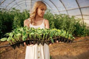 Plants, in, plastic ,,little pots. Beautiful woman is in the greenhouse photo