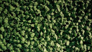Close ,up, view, of ,bunch of leaves that are growing on the agricultural field photo