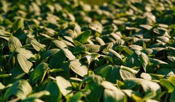 Under sunlight. Close up ,view ,of ,bunch of leaves that are growing on the agricultural field photo