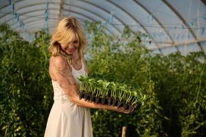 Plastic pots ,with bunch of plants. Beautiful woman is in the greenhouse photo