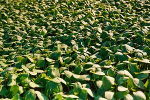 Under sunlight... Close up view of bunch of leaves that are growing on the agricultural field photo