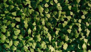 Close up view ,of bunch of leaves that are growing on the agricultural field photo