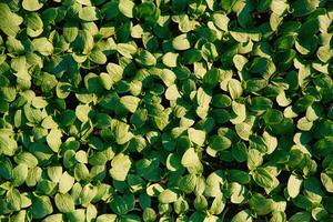 Under, sunlight. Close up view of bunch of leaves that are growing on the agricultural field photo
