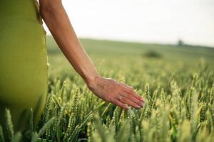 Close up view of woman, hand ,that is ,touching the wheat that is growing on the agricultural field photo