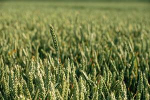 Close up view of growing ,wheat on the agricultural field at summer daytime photo