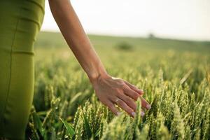 Close up view of, woman hand that is touching the wheat that is growing on the agricultural field photo