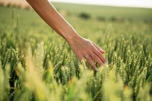 Close up view, of, woman hand that is touching the wheat that is growing on the agricultural field photo