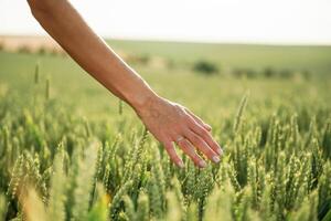 Close ,up view of woman hand that is touching the wheat that is growing on the agricultural field photo