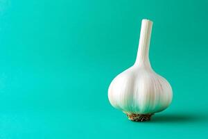 Single garlic bulb on cyan backdrop photo