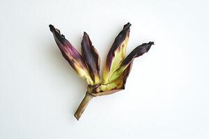 Wilted corn leaves on bright backdrop photo