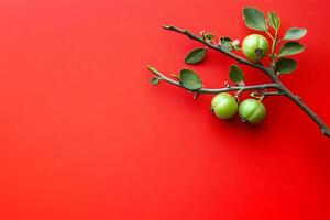 Amla branch on vibrant red background photo