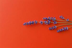 Lavender sprigs on a bold backdrop photo