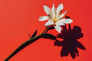 White flower bright red bold background photo