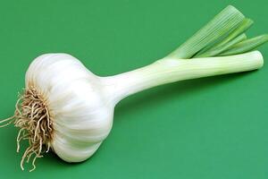 Fresh green garlic bulb still growing photo