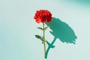 Red flower against light blue backdrop photo