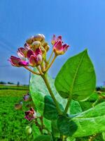 Close-up of a blooming Calotropis gigantea flower with vibrant colors. photo