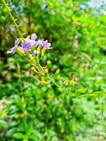A close-up of a Golden Dewdrop plant in full bloom photo