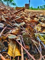 Fallen Leaves and Twigs on the Ground photo